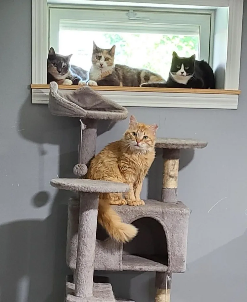 A baby medium-sized female Domestic Short Hair cat named Figara for adoption in Pawtucket, RI