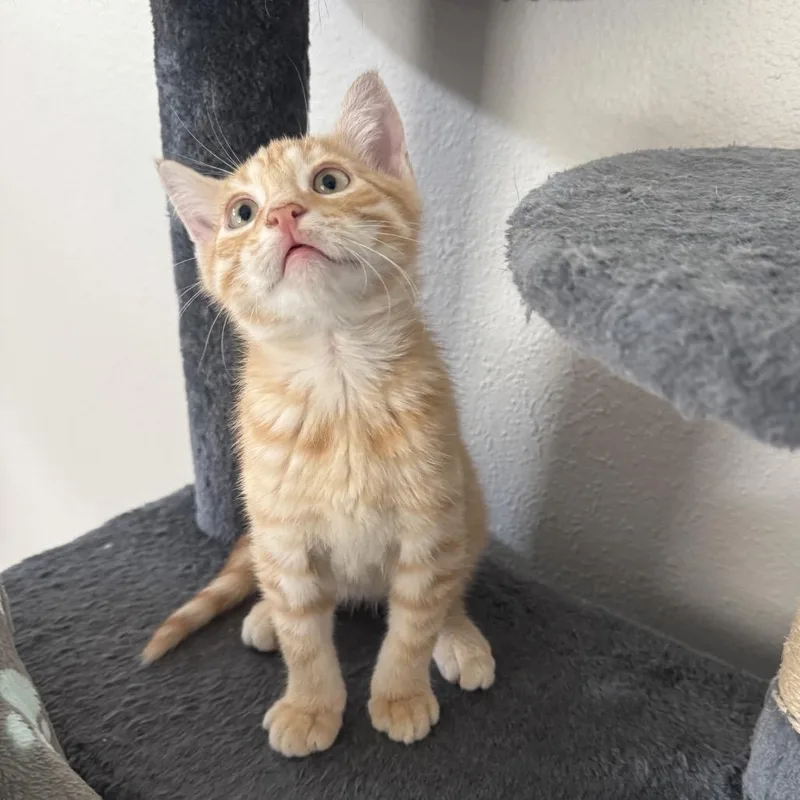 A baby small-sized male Orange / Red Domestic Short Hair cat named Butters for adoption in Port Richey, FL