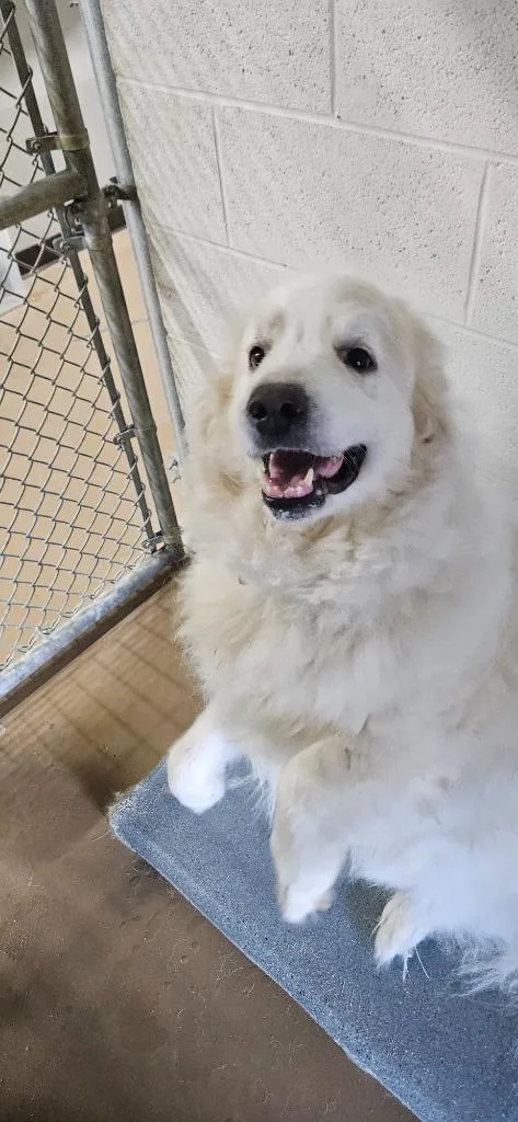 Woofie