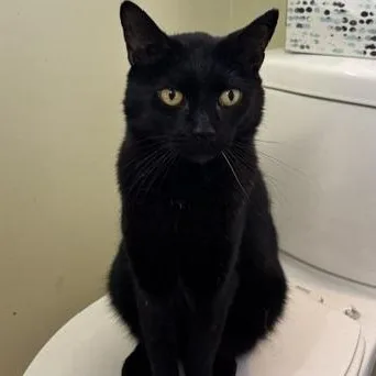 An adult medium-sized male Black Domestic Short Hair cat named Boba for adoption in Braintree, MA