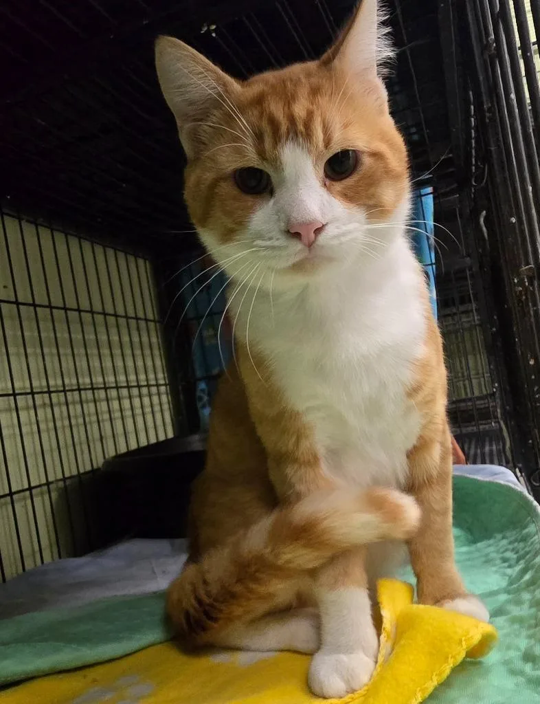 A young large-sized male Domestic Short Hair cat named Sir Loin for adoption in Auburn, IN