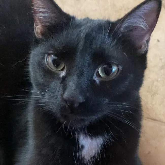 Bellatrix