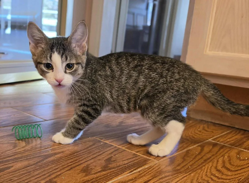 A young medium-sized female Domestic Short Hair cat named Katy for adoption in Evergreen, CO