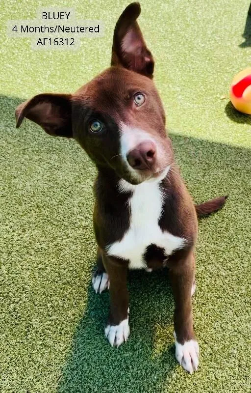 A young medium-sized male Brown / Chocolate Pit Bull Terrier dog named Bluey for adoption in Supply, NC