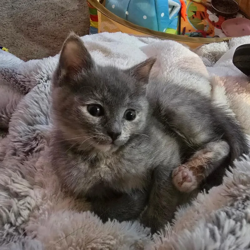 A baby small-sized female Tortoiseshell Domestic Short Hair cat named Confetti for adoption in Goshen, IN