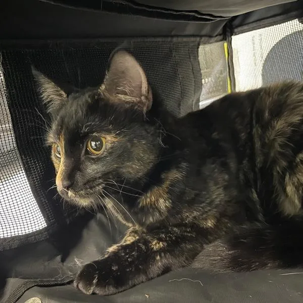 A young small-sized female Domestic Short Hair cat named Stardust for adoption in Des Moines, IA