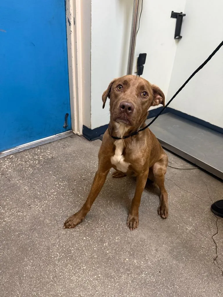 A young large-sized male Mixed Breed dog named Archie for adoption in Ocala, FL