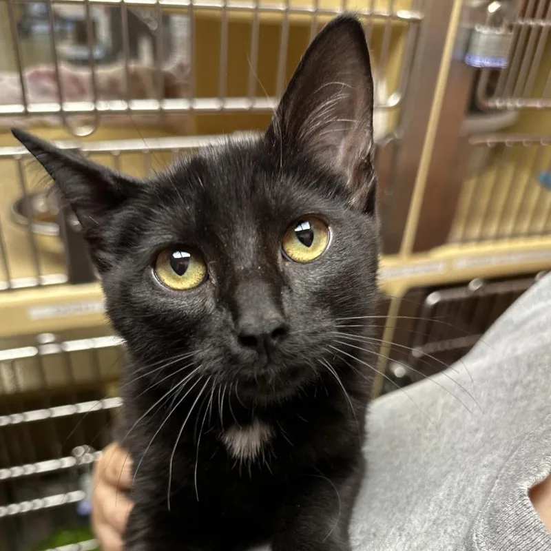 A baby small-sized female Black Domestic Short Hair cat named Dubette for adoption in Spokane, WA