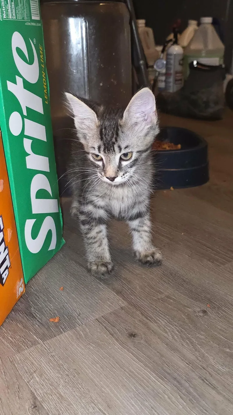 A young medium-sized male Gray & White Domestic Short Hair cat named Zippo for adoption in church point, LA