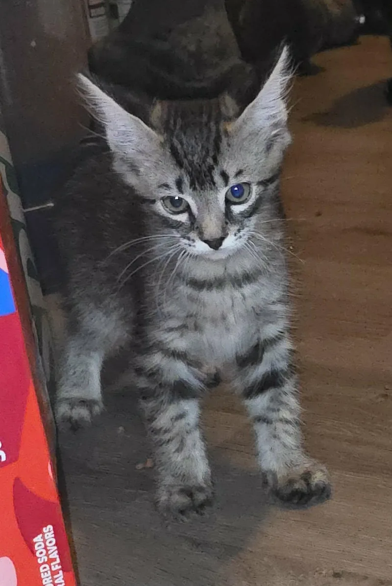 Zippo thumbnail 5