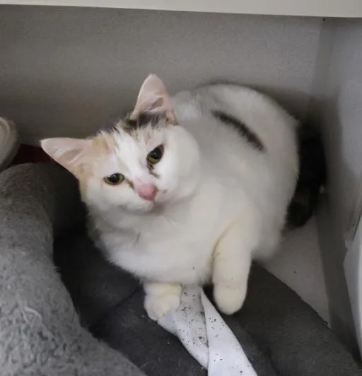 An adult large-sized female Calico Domestic Short Hair cat named Holly for adoption in Osseo, MI