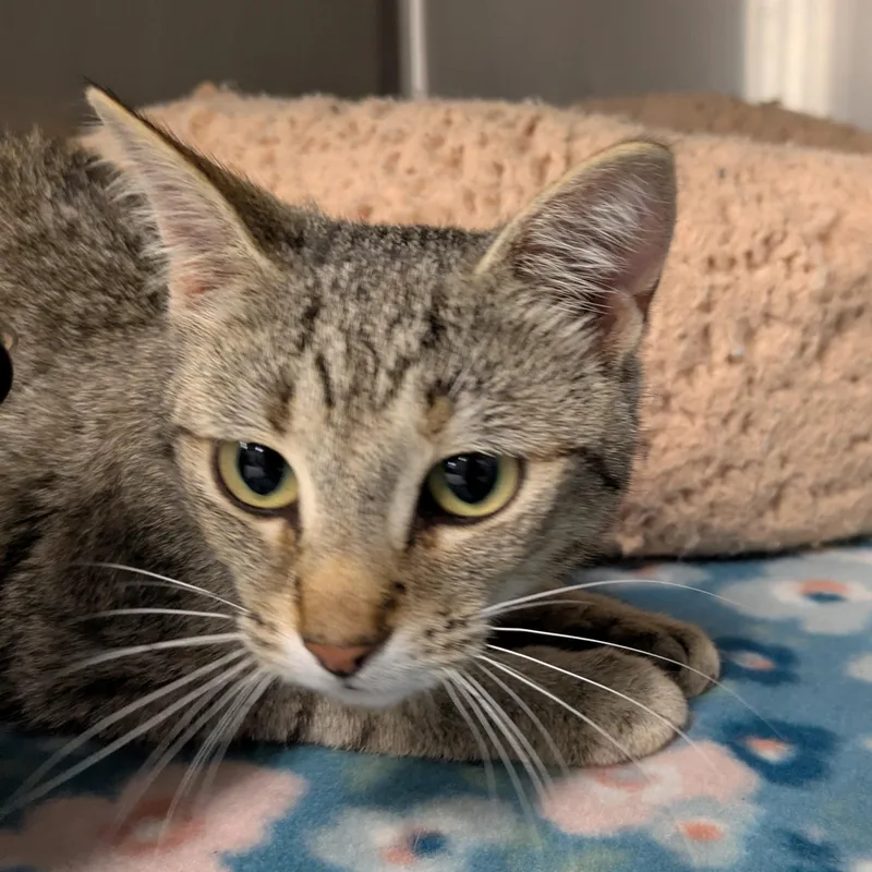 An adult medium-sized female Tabby (Brown / Chocolate) Domestic Long Hair cat named Minerva for adoption in Mount Pleasant, MI