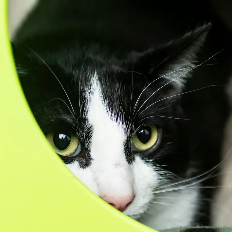 An adult medium-sized male Black Domestic Short Hair cat named Figaro for adoption in Middletown, RI