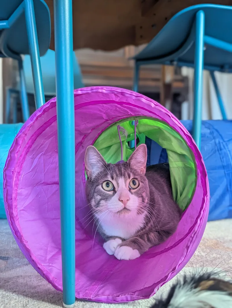 A young large-sized male Gray / Blue / Silver Domestic Short Hair cat named Wadsworth for adoption in Portland, OR