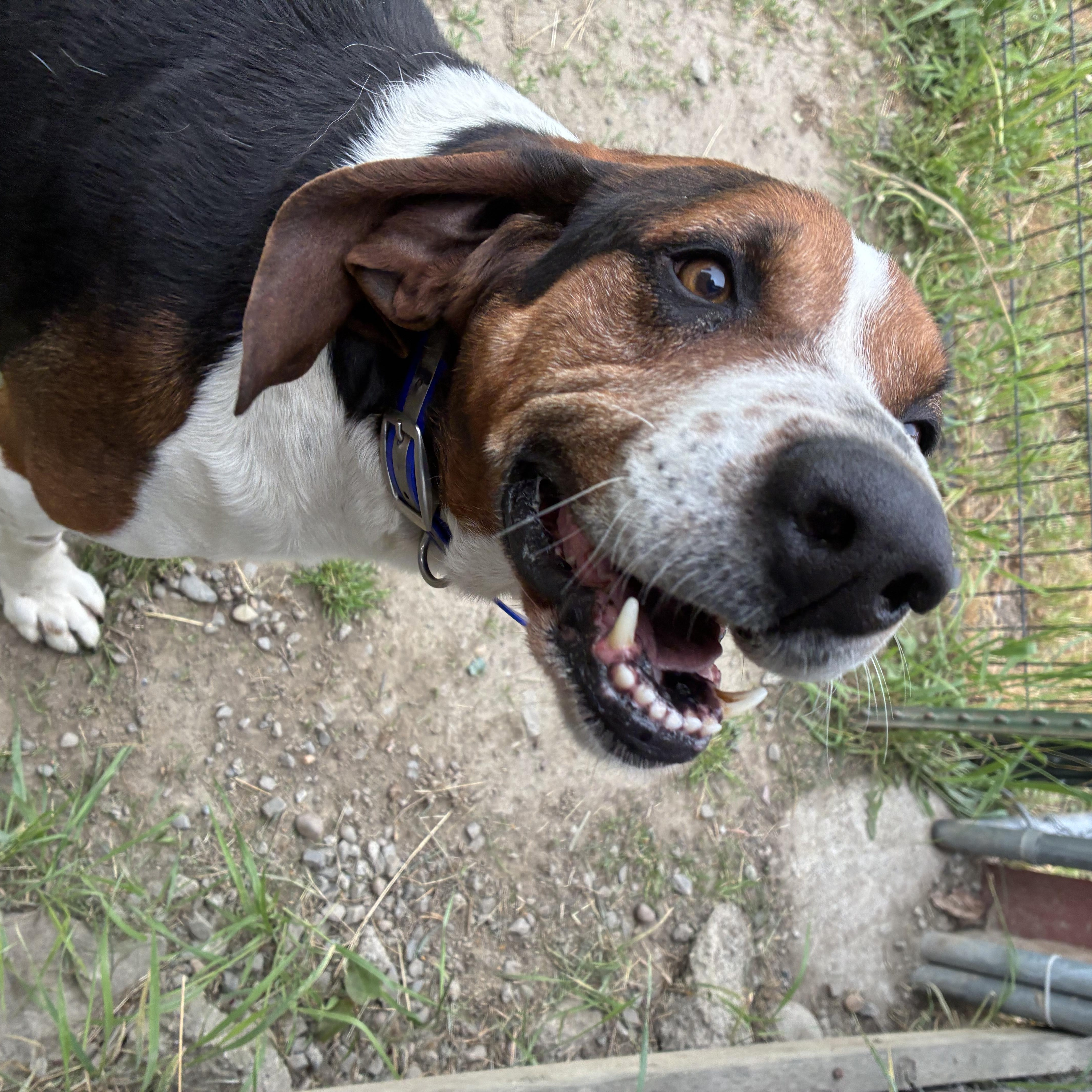 An adult large-sized male Tricolor (Brown, Black, & White) Treeing Walker Coonhound dog named Cricket for adoption in Bonners Ferry, ID