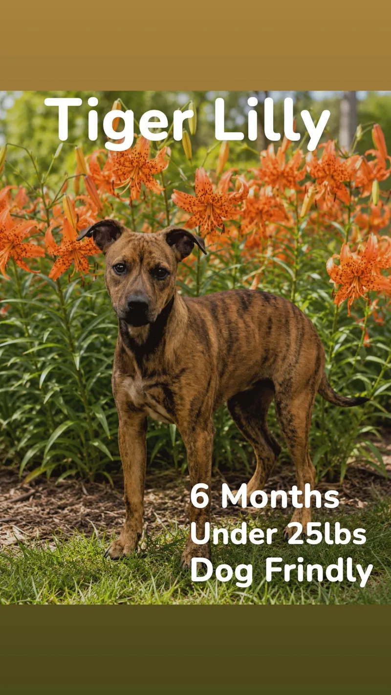 A baby small-sized female Brindle Mixed Breed dog named Tiger Lilly for adoption in Ashland, KY