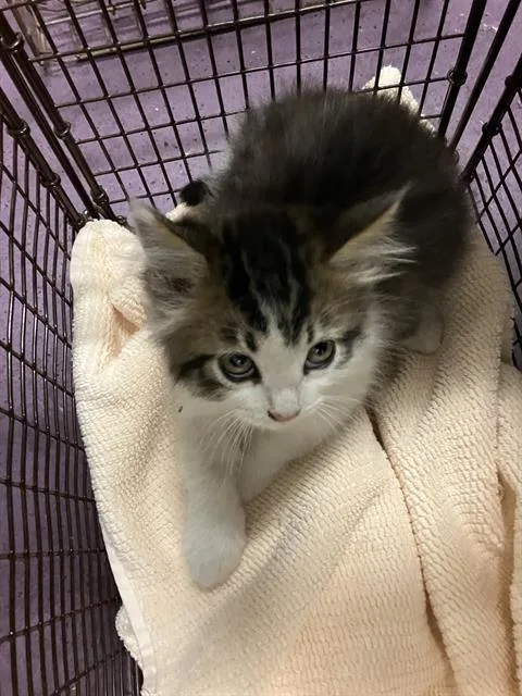 A baby small-sized male Domestic Short Hair cat named Waylon for adoption in Long Beach, CA