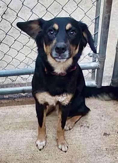 A young medium-sized female Terrier dog named Bridgette AC for adoption in Greeneville, TN