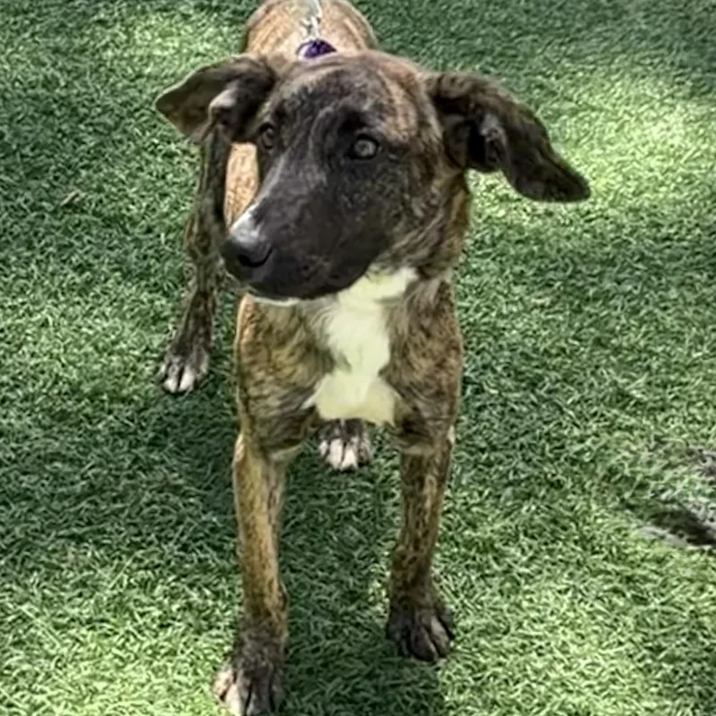 A baby medium-sized female Brindle Hound dog named Twix for adoption in Libertyville, IL