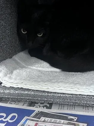 An adult small-sized female Domestic Short Hair cat named Corvus for adoption in Daytona Beach, FL
