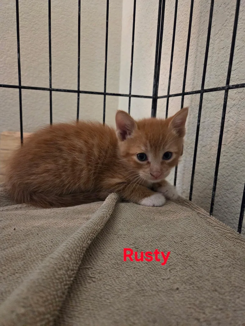 A baby small-sized male Domestic Short Hair cat named Rusty for adoption in Dixon, CA