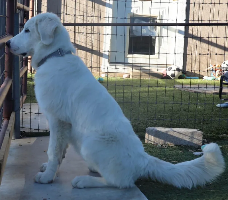 A young large-sized male Great Pyrenees dog named Walter for adoption in Southlake, TX