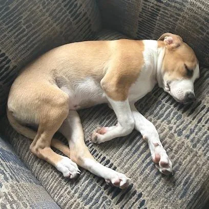 A baby medium-sized female Golden Labrador Retriever dog named Honey for adoption in Mooresville, IN