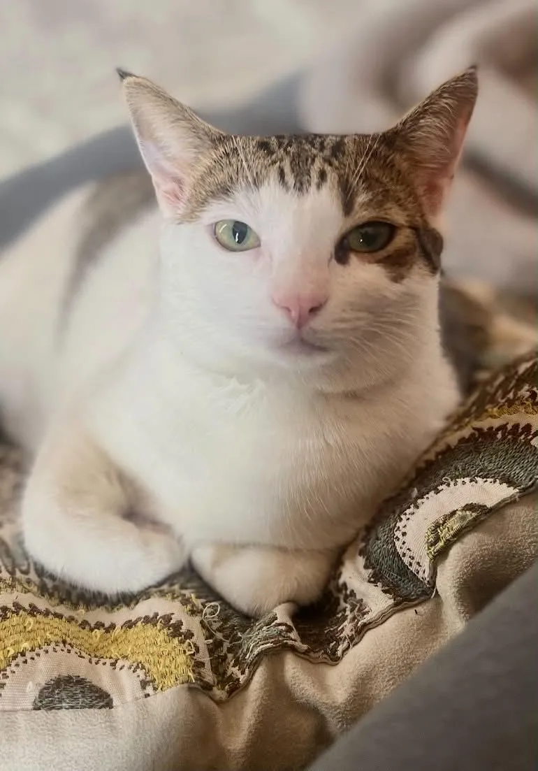 An adult large-sized female Tabby (Brown / Chocolate) Domestic Short Hair cat named Daisy Mae for adoption in Fort Collins, CO