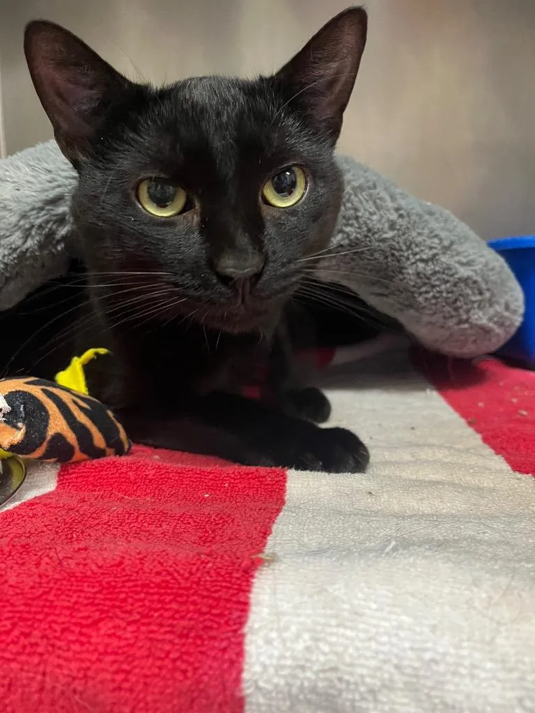 A young medium-sized male Domestic Short Hair cat named Oxx for adoption in Berlin, MD