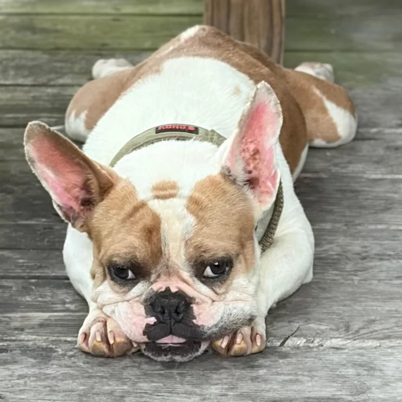 An adult medium-sized male White / Cream French Bulldog dog named Draco Bean for adoption in Lake Jackson, TX