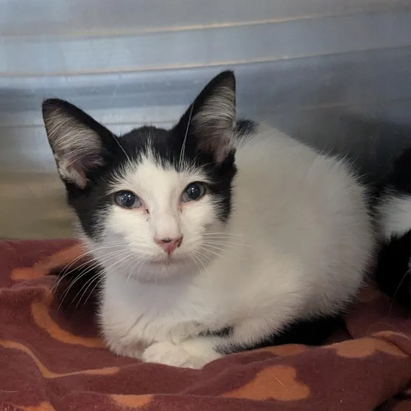 A baby small-sized male Black Domestic Short Hair cat named Nacho for adoption in Birmingham, AL
