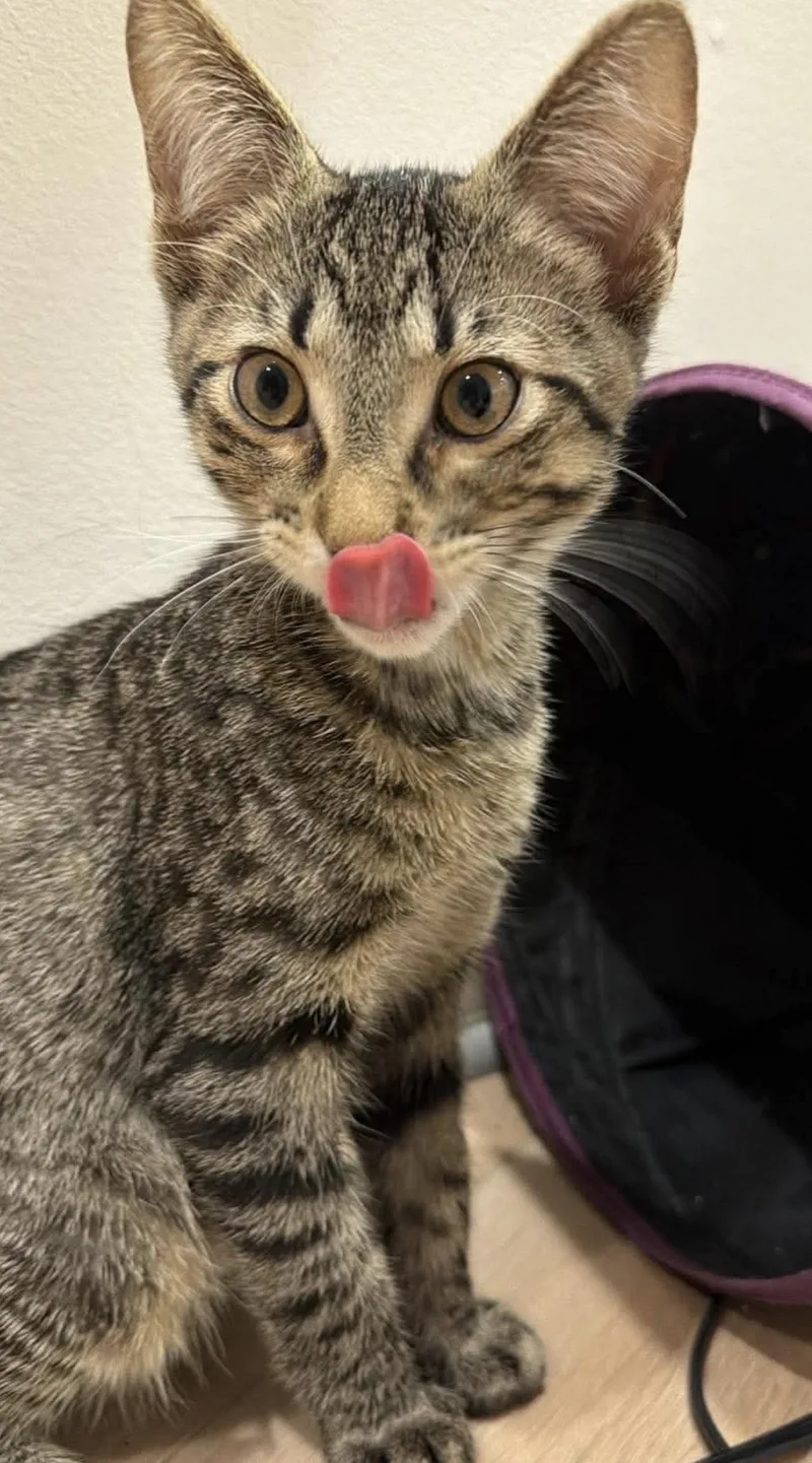 A baby small-sized female Domestic Short Hair cat named Mo for adoption in Lockport, IL