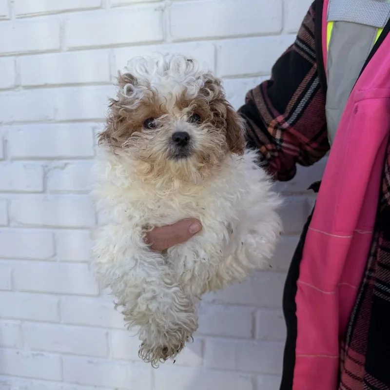 A baby small-sized female Miniature Poodle dog named Silvretta for adoption in Northbrook, IL