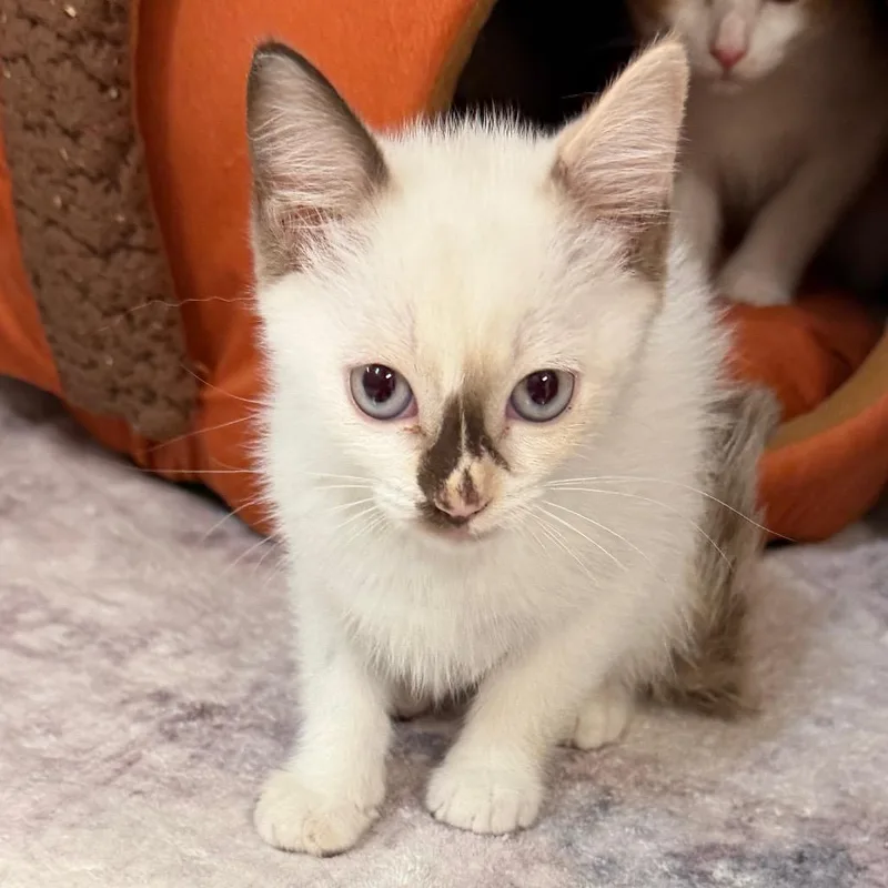 A baby small-sized female Cream / Ivory Domestic Short Hair cat named Zora for adoption in Port Charlotte, FL