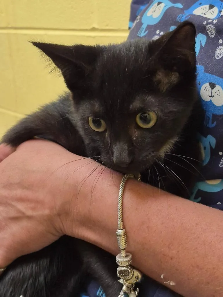 A baby small-sized male Domestic Short Hair cat named Farouk for adoption in Crossville, TN