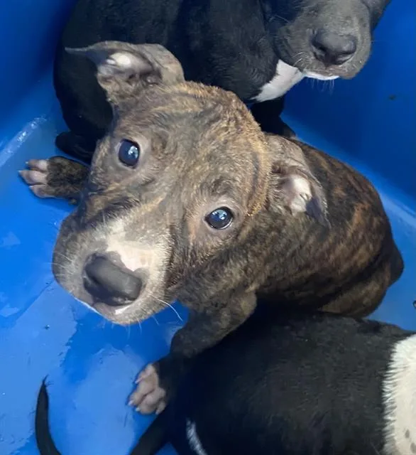 A baby large-sized female Mixed Breed dog named Nova for adoption in Dallas, TX