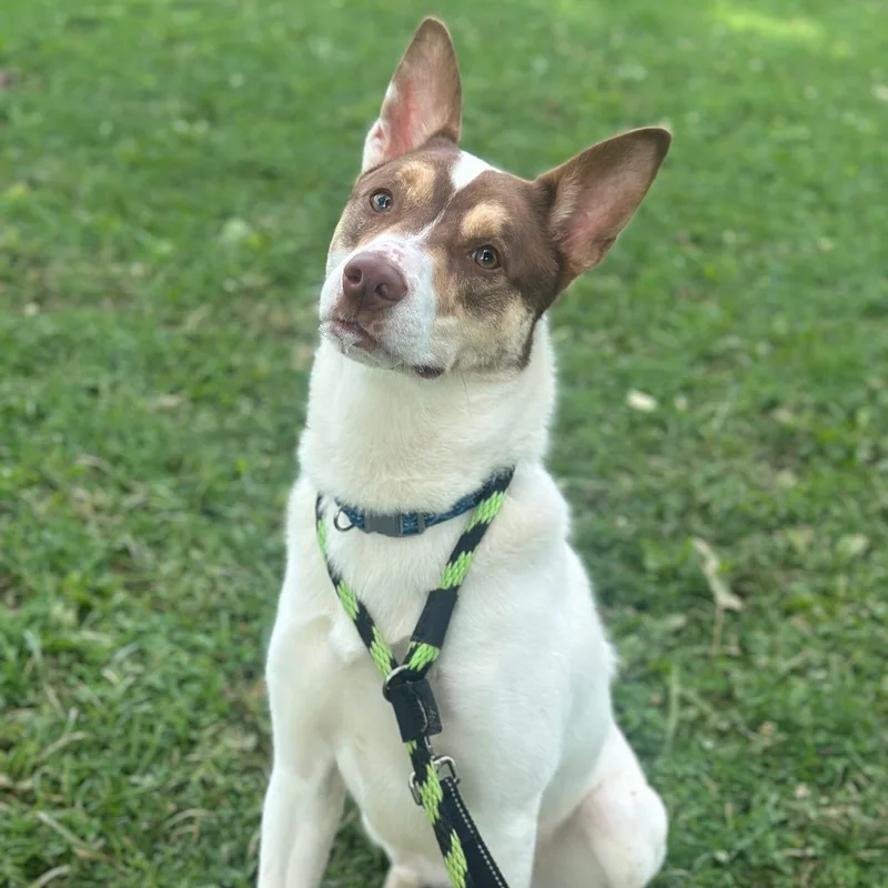 An adult medium-sized male Mixed Breed dog named Colt for adoption in Philadelphia, PA
