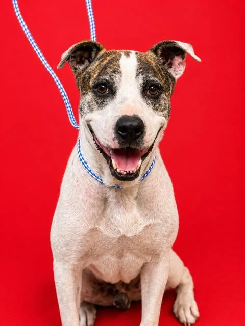 An adult medium-sized male Mixed Breed dog named Buster for adoption in Jacksonville, FL
