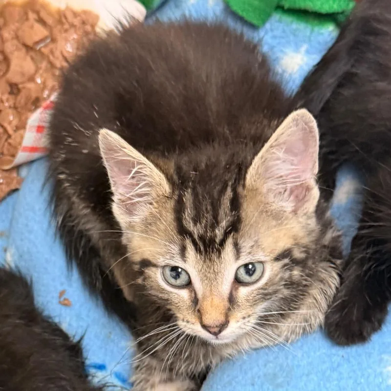 A baby small-sized male Brown / Chocolate Domestic Short Hair cat named Salamander for adoption in Evansville, IN
