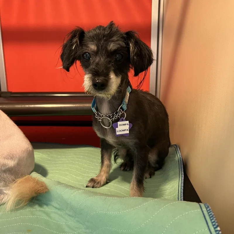 An adult small-sized female Black Mixed Breed dog named Oompa Loompa for adoption in San Francisco, CA