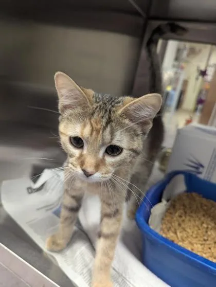 A baby small-sized female Domestic Short Hair cat named Nakoma for adoption in West Chester, PA