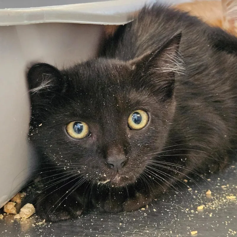 A baby small-sized male Domestic Short Hair cat named Woodstock for adoption in Barron, WI