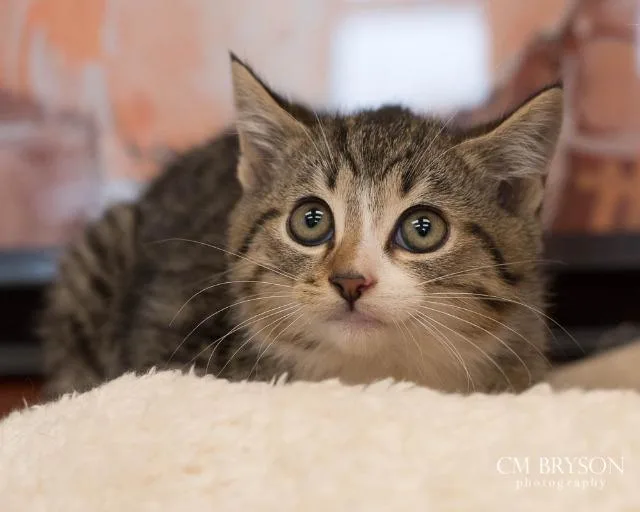 A senior medium-sized male Domestic Short Hair cat named Meowster for adoption in Madison, GA
