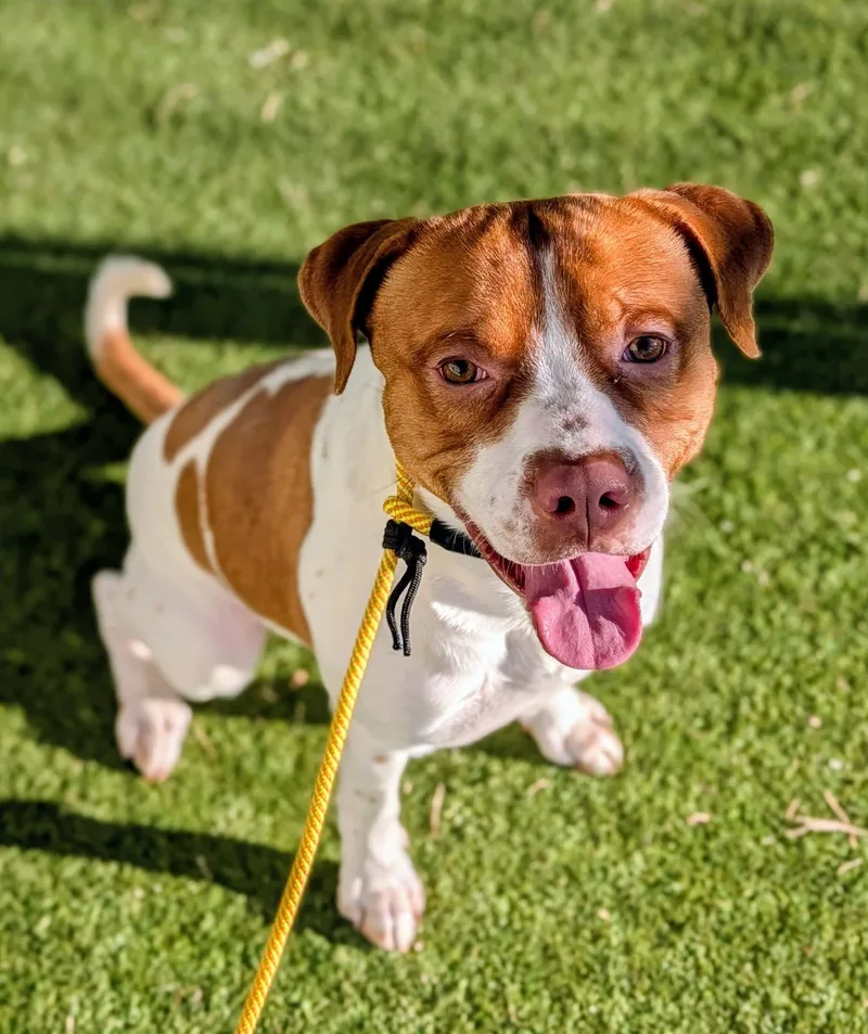 An adult medium-sized male Pit Bull Terrier dog named 25-256 for adoption in Ridgecrest, CA