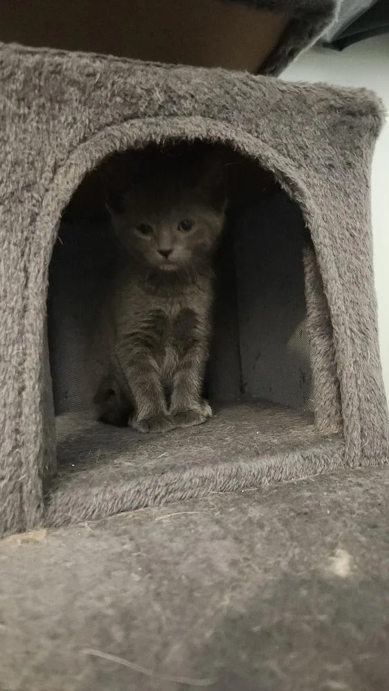 Juniper