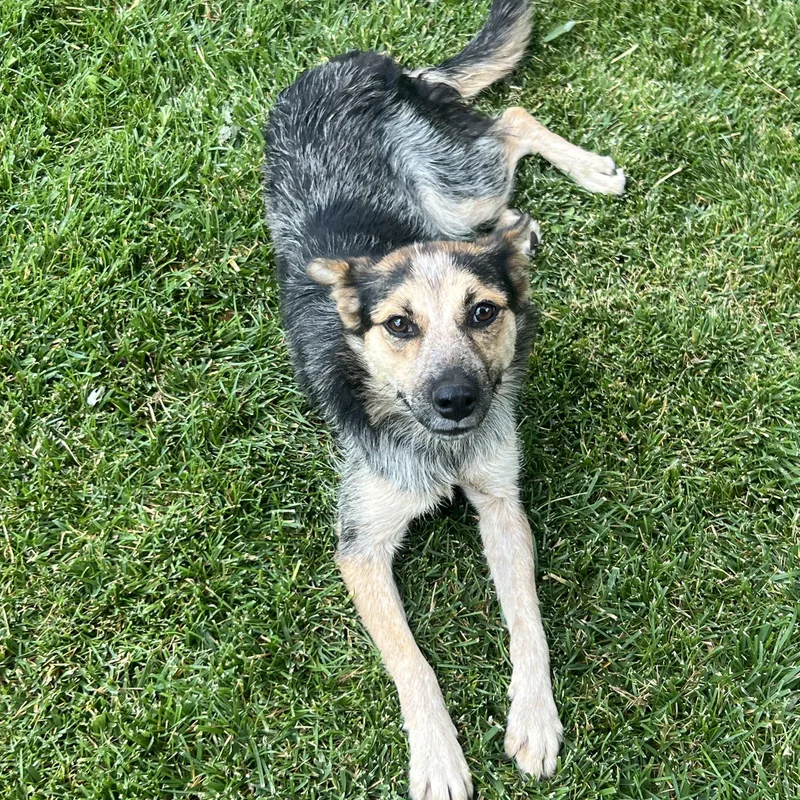 Stormie
