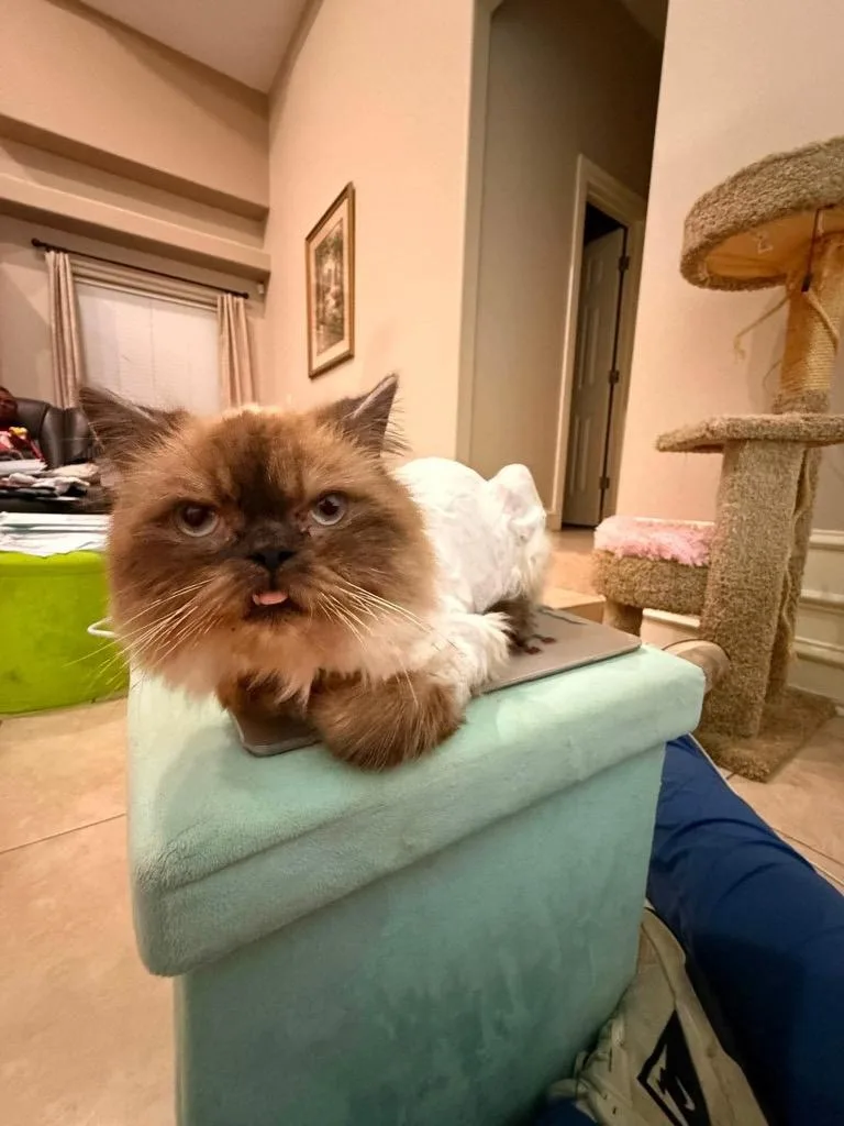 A young medium-sized male Himalayan cat named Layan The Lion for adoption in New Braunfels, TX