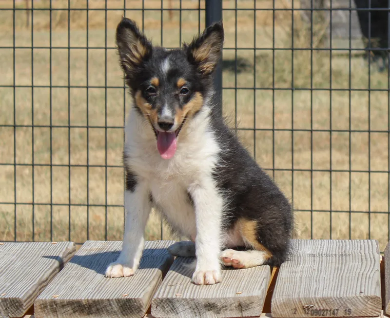 A young small-sized male Tricolor (Brown, Black, & White) Shetland Sheepdog / Sheltie dog named Bramble for adoption in Neosho, MO