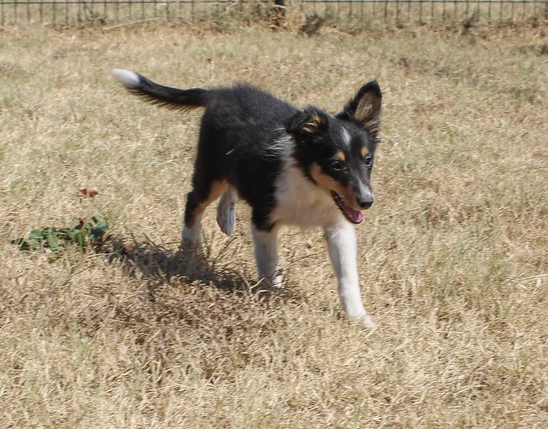 Bramble thumbnail 2