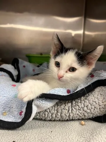 A baby medium-sized female Black & White / Tuxedo Domestic Short Hair cat named Sharpie for adoption in Chambersburg, PA